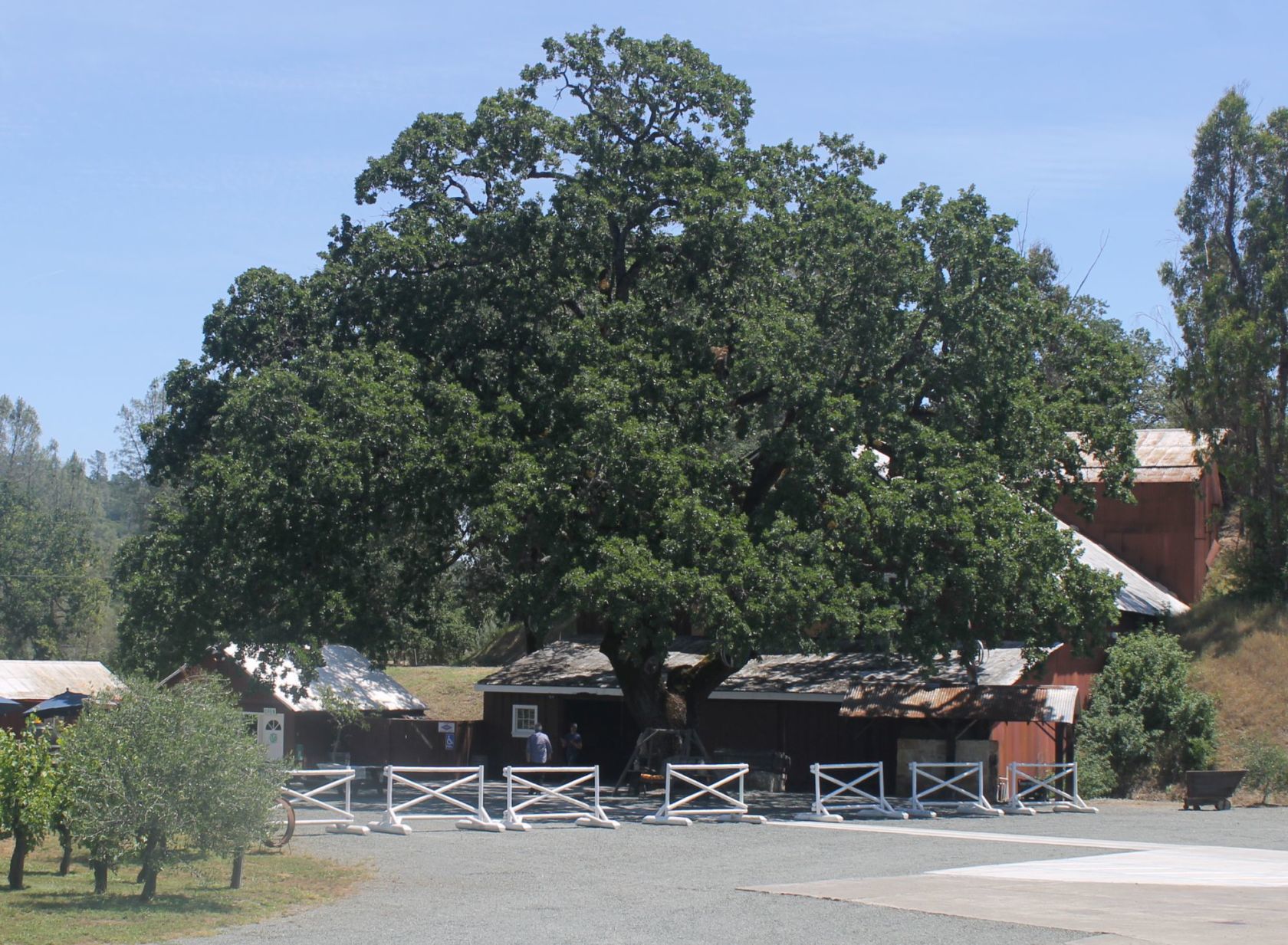 Pope Valley Winery